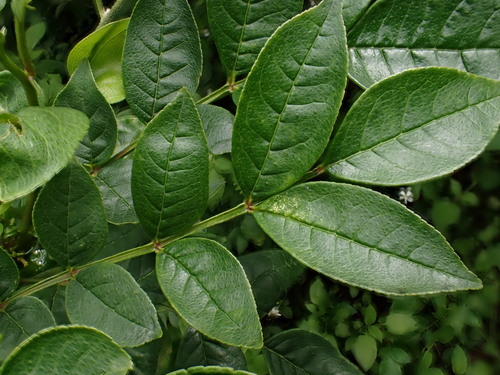 Zanthoxylum simulans Hance