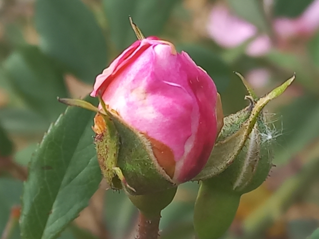 Rosa abietina