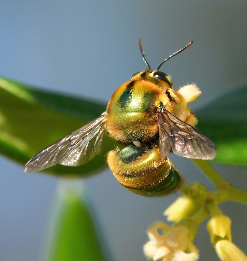 Golden Green Carpenter Bee From South Ulladulla NSW 2539 Australia On   Large 