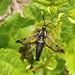 White-barred Clearwing Moth - Photo (c) Jean-Marie ANDRE, all rights reserved, uploaded by Jean-Marie ANDRE