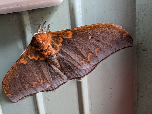 Cat's-paw Emperor