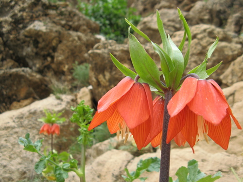 Crown imperial