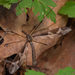 Giant Cranefly - Photo (c) 异草志, all rights reserved, uploaded by 异草志