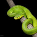 白唇竹葉青蛇 - Photo 由 Natthaphat Chotjuckdikul 所上傳的 (c) Natthaphat Chotjuckdikul，保留所有權利
