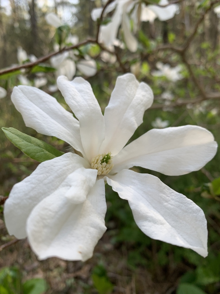 Magnolia kobus