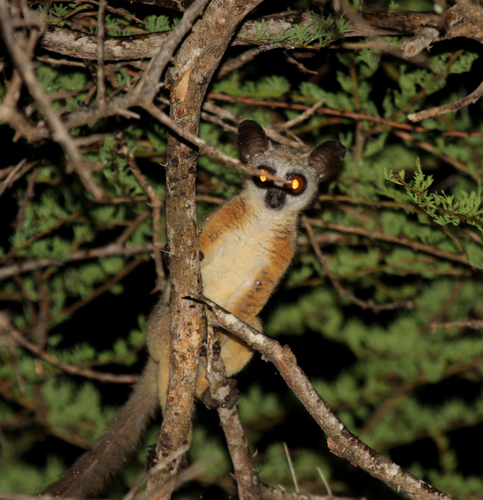 Somali Lesser Galago
