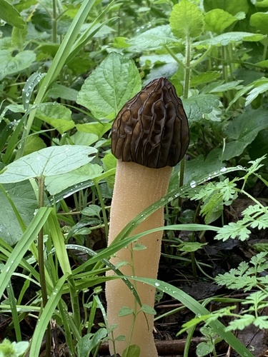 Semifree Morel