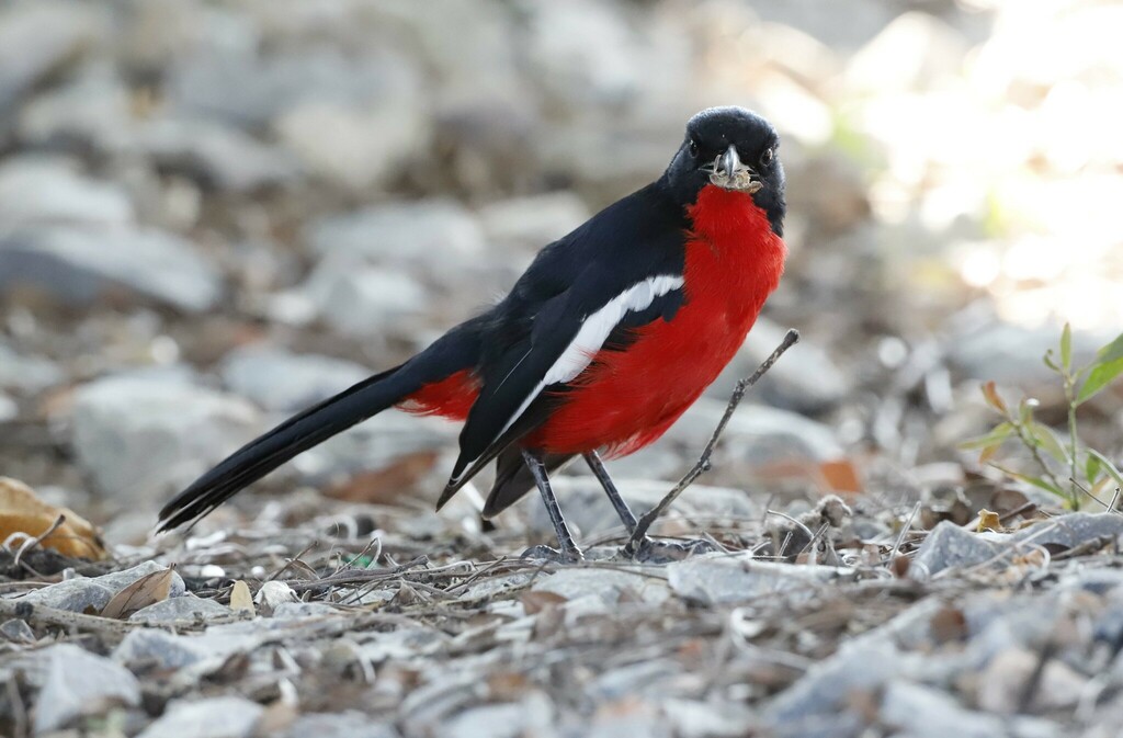 Crimson-breasted Gonolek (Laniarius atrococcineus) · iNaturalist