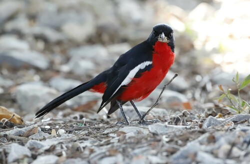 Crimson-breasted Gonolek