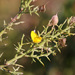Stauracanthus boivinii - Photo (c) mjcorreia, כל הזכויות שמורות, הועלה על ידי mjcorreia