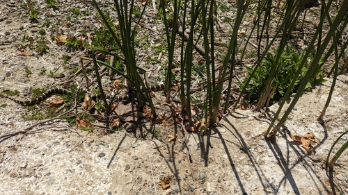 iNaturalist observation photo of California King Snake