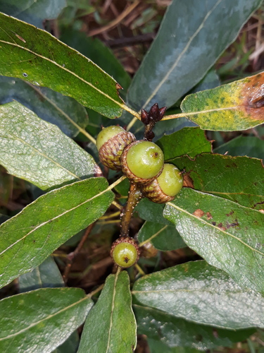 Mexican red oak