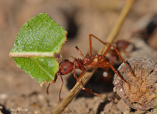 Resultado de imagen para hormiga arriera