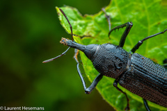 Rhinostomus barbirostris image