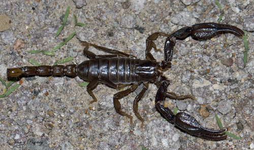 Big Bend Scorpion