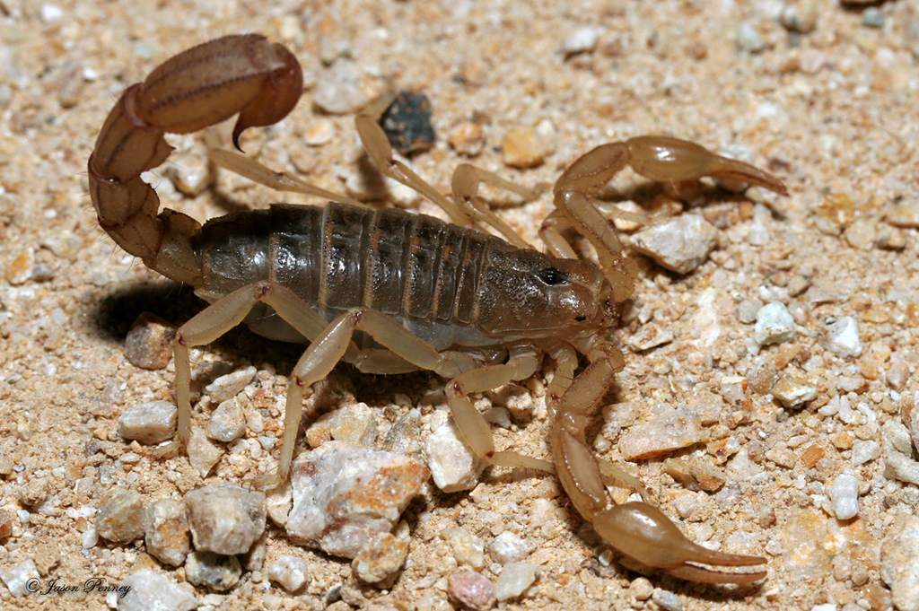 Arizona Stripedtail Scorpion (Vaejovis spinigerus) · iNaturalist