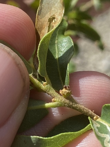 Quercus opaca