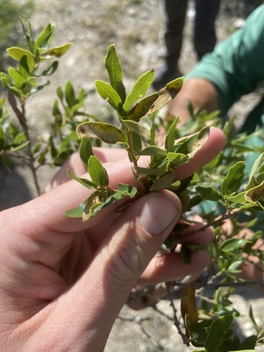Quercus opaca