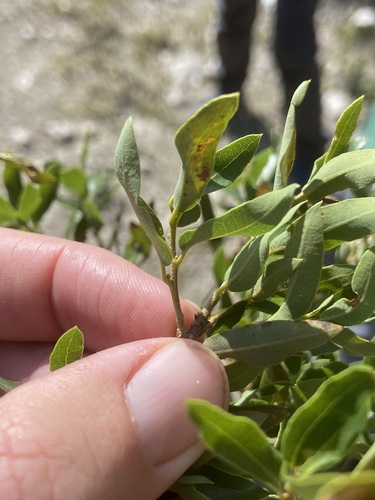 Quercus opaca