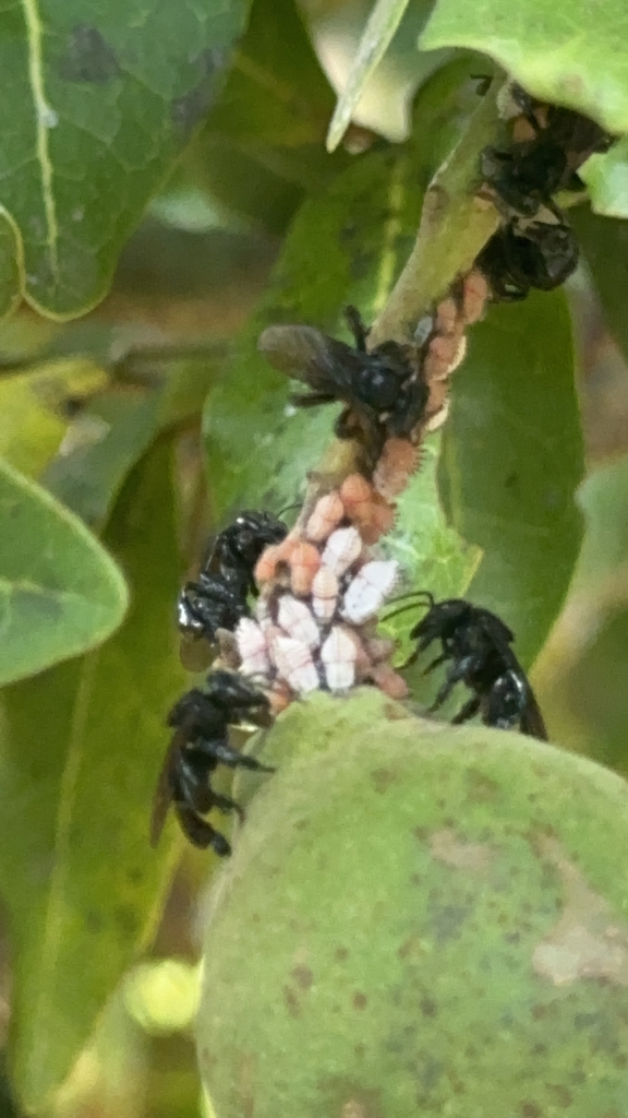 Trigona from Jalpa de Méndez on April 23, 2023 at 0234 PM by Jared