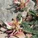Astragalus monspessulanus gypsophilus - Photo (c) Léa Hauméa, todos los derechos reservados, subido por Léa Hauméa