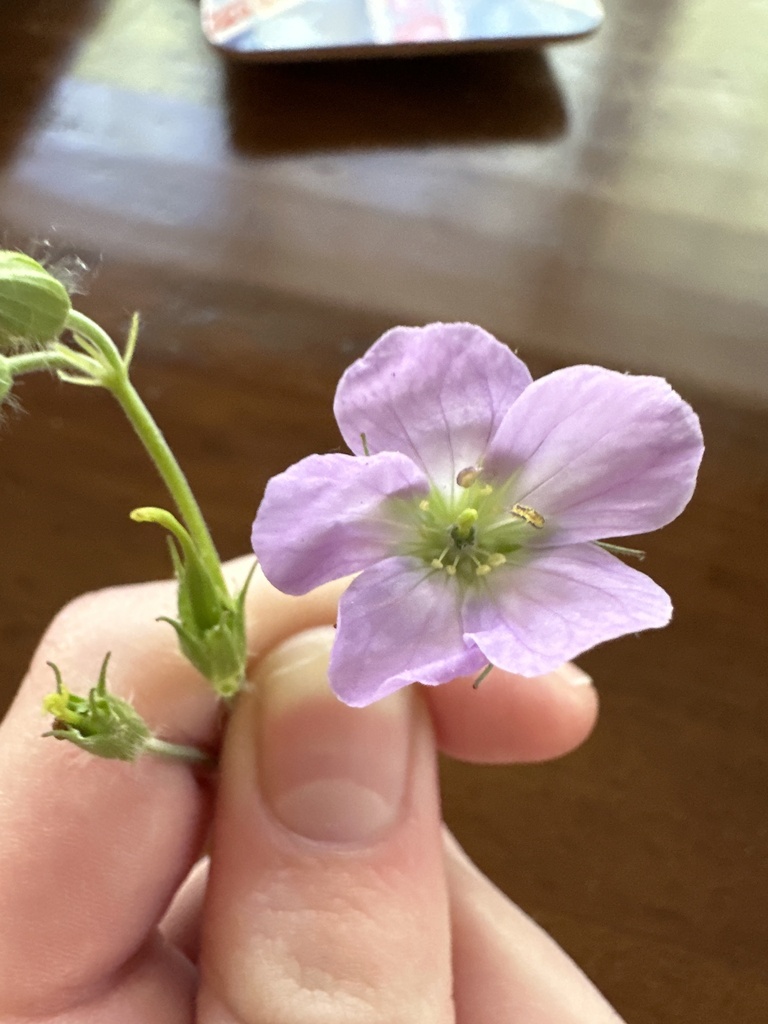 wild geranium from Tanglewood Dr, Springdale, AR, US on April 23, 2023 at 0455 PM by Olivia