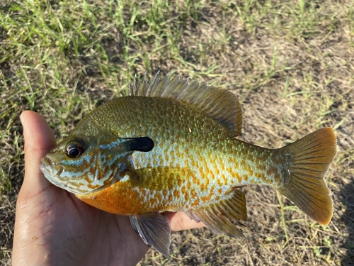 Redbreast Sunfish × Bluegill