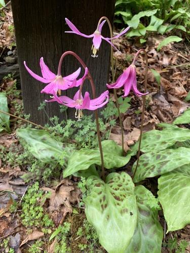 Erythronium revolutum