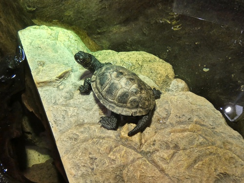 Ligurian Pond Turtle (Subspecies Emys orbicularis ingauna) · iNaturalist