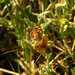 Phyciodes pulchella montana - Photo (c) Chris McCreedy, todos los derechos reservados, subido por Chris McCreedy