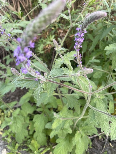 iNaturalist observation photo of western vervain