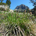Carex sempervirens - Photo (c) Tig, todos los derechos reservados