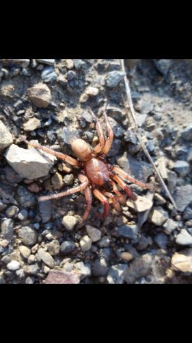 Antrodiaetus pugnax