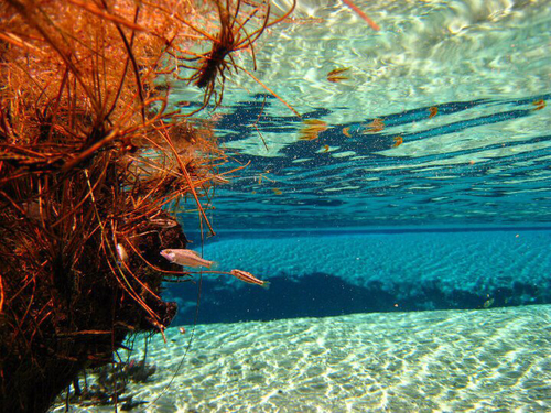 Cuatro Cienegas Pupfish
