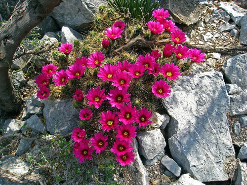 Echinocereus viereckii