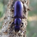 Bark-gnawing Beetles - Photo (c) Rick Wachs, all rights reserved, uploaded by Rick Wachs