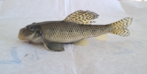 Chinese False Gudgeon