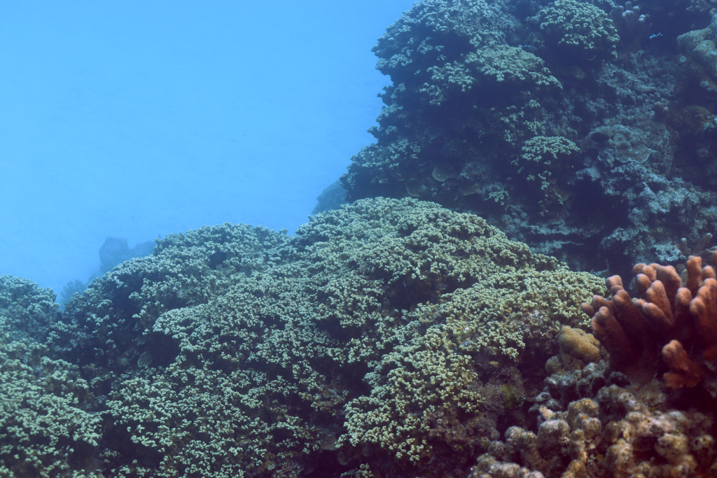 Porites coral