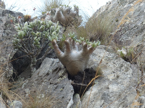 Pachypodium densiflorum