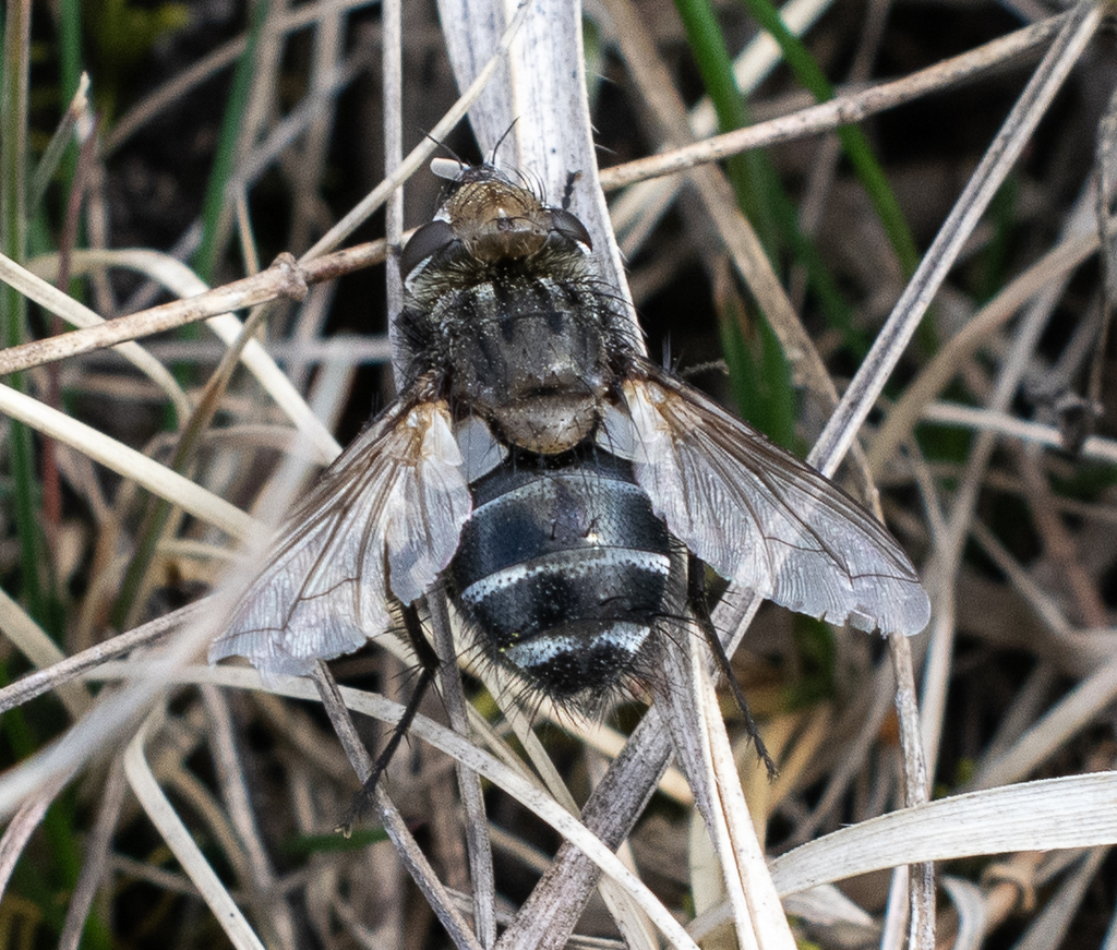 Gonia picea from Tomesti, Romania on April 23, 2023 at 0423 PM by