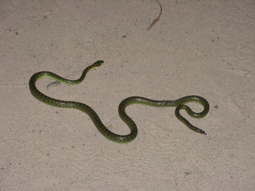 Golden Tree Snake — seen at this dive site