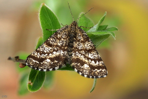 Rudasprindis nuotrauka