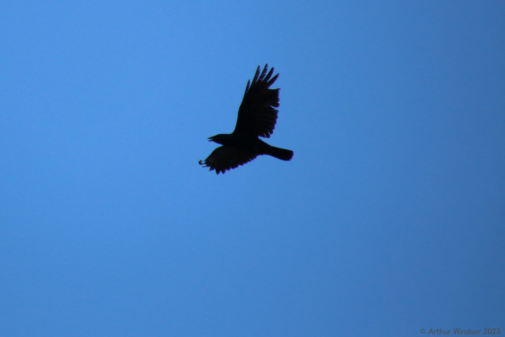 Crows and Ravens from Jonathan Dickinson State Park, FL, USA on April ...