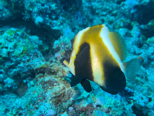 Phantom Bannerfish — seen at this dive site