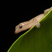 Asian House Gecko - Photo (c) Archie Brennan, all rights reserved, uploaded by Archie Brennan