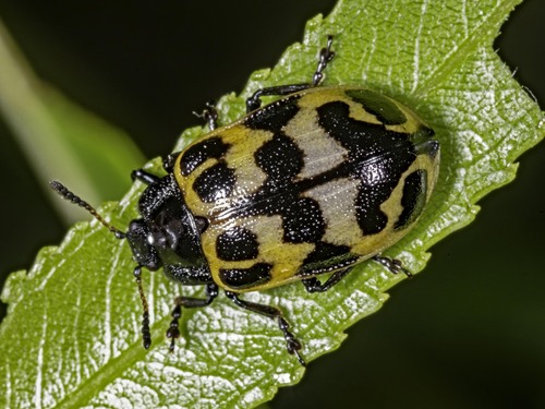 Chrysomela knabi