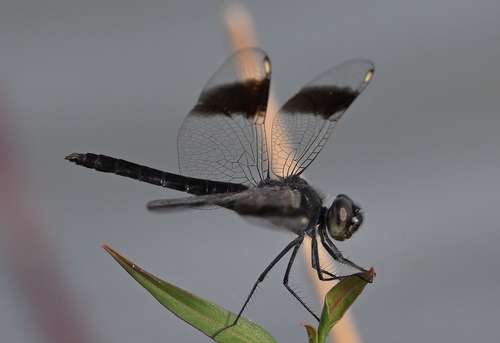 Southern Banded Groundling