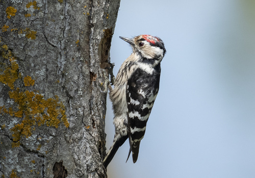 Lesser Spotted Woodpecker