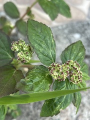 Euphorbia hirta image