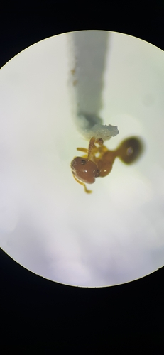 Myrmelachista nodigeraMyrmelachista nodigera